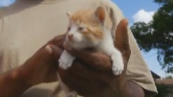 Kitten Saved From Wall After Being Stuck for Days