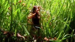 Cicadas Emerge from Underground in New Jersey Backyard