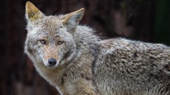 Coyotes Spotted Prowling Around Parts of NJ: Officials