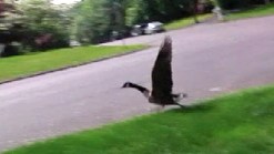 Father Goose Protects Rooftop Nest, Attacks Passersby