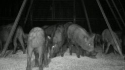 Smartphones Help Trappers Wrangle Feral Hogs
