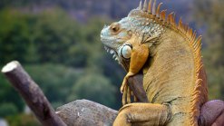 Puerto Rico Proposes Iguana Eradication Plan