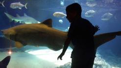 Sandy-Damaged Coney Island Aquarium to Reopen