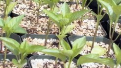 Organic Farm Sprouts Up in Brooklyn