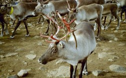 Are Santa's Reindeer Female?