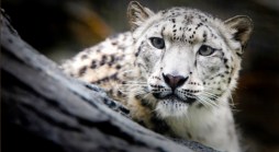 Endangered Snow Leopards Coming to Central Park Zoo