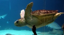 Friday Field Trip: New York Aquarium