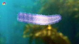Squishy Sea Creatures Appear Along the West Coast