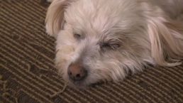 Dogs Sickened by Treats Stuffed With Screws, Open Safety Pins