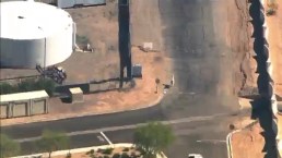 Llamas on the Loose!