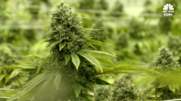 Nevada's Time To Toke Arrives