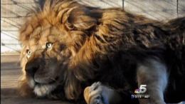 Burger Joint Feeds Sick Lion