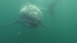 Great White Shark Spotted Near Hamptons