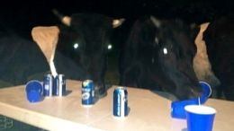 Cows Crash Backyard Party