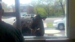 Drive-Moo Window