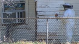 African Bees Attack In Texas
