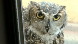Owl Cam Captivating The Web