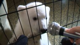 Polar Bear Cub Too Cute For Words