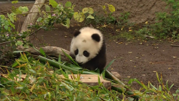 Cute Panda Cub Makes Outdoor Debut