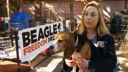 Beagle Freedom Project Wants to Bring Research Dogs to CA