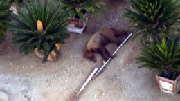 Bear's Night in Tree Ends in Bed of Pickup