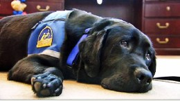 S.I. Hires Retriever Pup to Comfort Crime Victims
