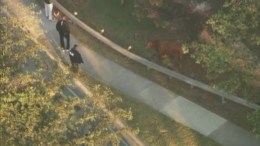 WATCH: Cow and Bull on the Loose