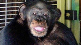  'He’s Eating Her! Shoot Him!' Screamed Chimp's Owner