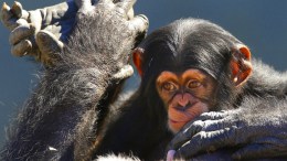 Retirement Home For Cute Chimps