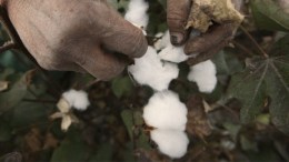 Cotton Prices Soar to Civil War-Era Premiums