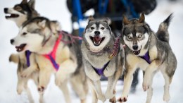 Blind Sled Dog Thrives With Brother's Help