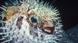 Pufferfish Poision Eases Pain