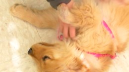 Puppy Gets a Paw