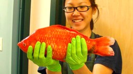 Giant Goldfish Invade Lake Tahoe