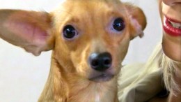 "Kangaroo" Dog Needs Help