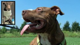 Patrick the Pit Bull Makes Miracle Comeback