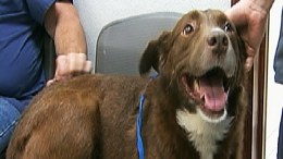 Sandy Dog Released from 6-Month Quarantine