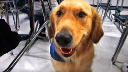 Dogs and Kindness Help Stressed Teens