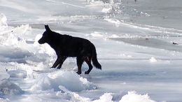 Chicago Police Rescue Dog Trapped On Ice
