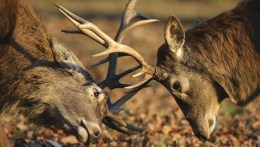 Tables Turn When Deer Attacks Hunter