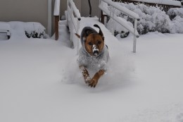 PHOTOS: February Snow Hits Tri-State