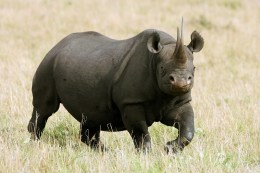 Man Tries to Take Picture With Rhino at SF Zoo