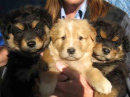 SoCal Man Admits Abusing Hundreds of Animals  