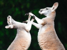 Google's China Credibility Goes Down Under