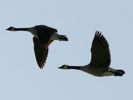 Birds Hit 1 in 10,000 Flights