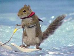 Skiing Squirrel