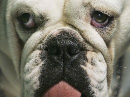 Image Gallery: LA's Most Popular Dog Breeds for 2010