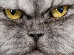 Upstate Man Charged with Trying to "Marinate" His Cat
