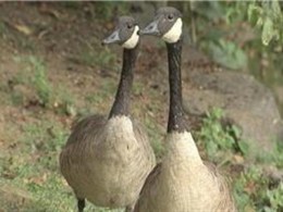 Bird Problem - the Plan in Central Park for the Canadian Geese