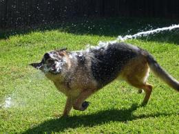Top Dogs of the NY Metro Area